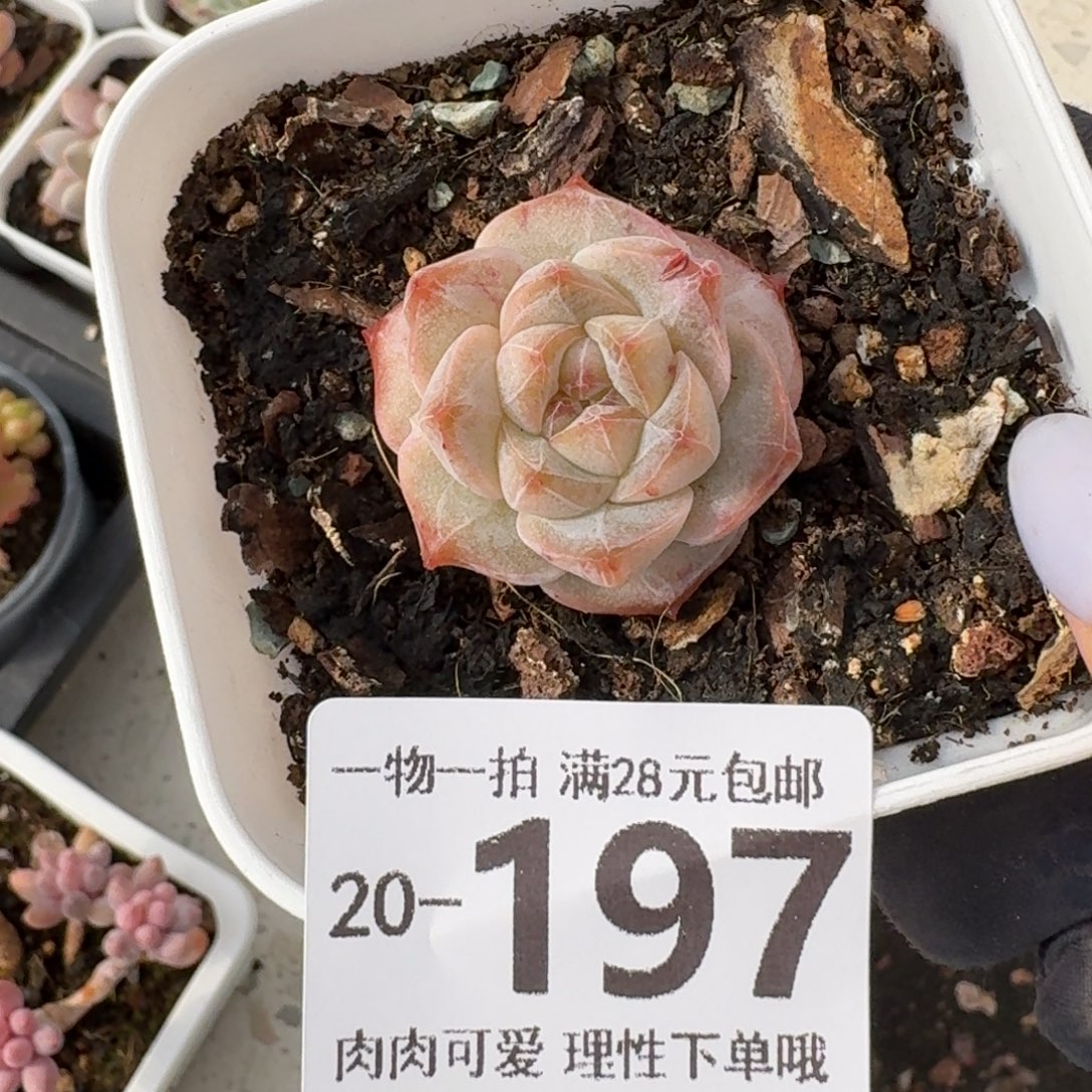 粉钻无盆土发货无盆