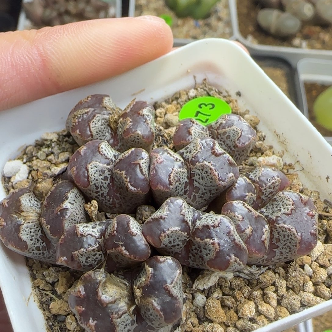 大型超碟群多肉273