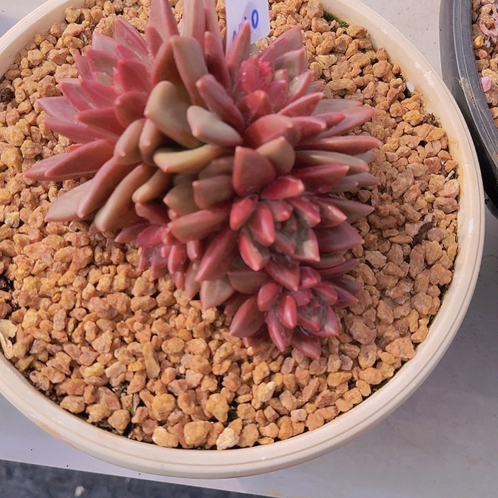 0420迷雾泡泡多肉植物