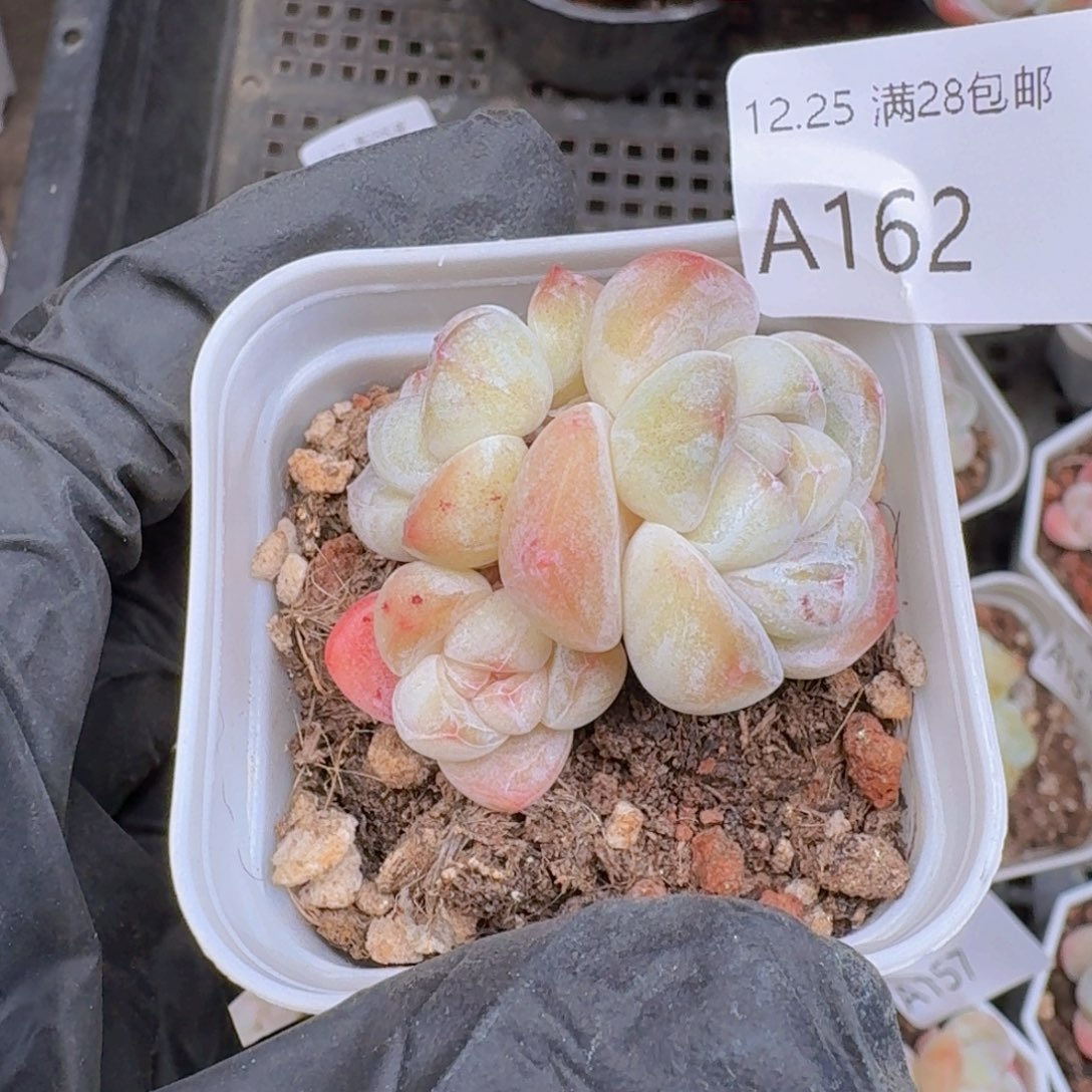 3头冰玉带盆带土发货