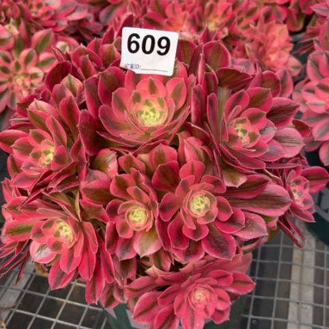 609女巫20厘米左右