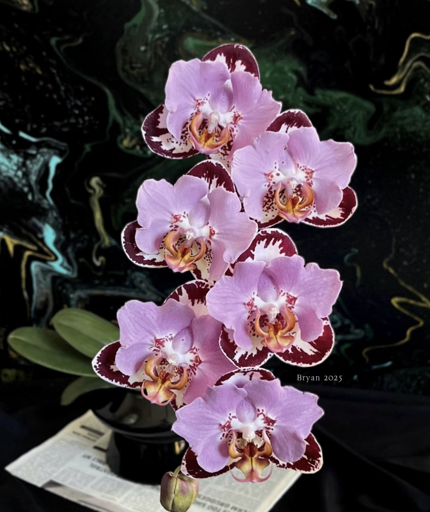 黑钢琴蝴蝶兰2.8成熟苗带叶损不带花室内盆栽植物花期长基地直发