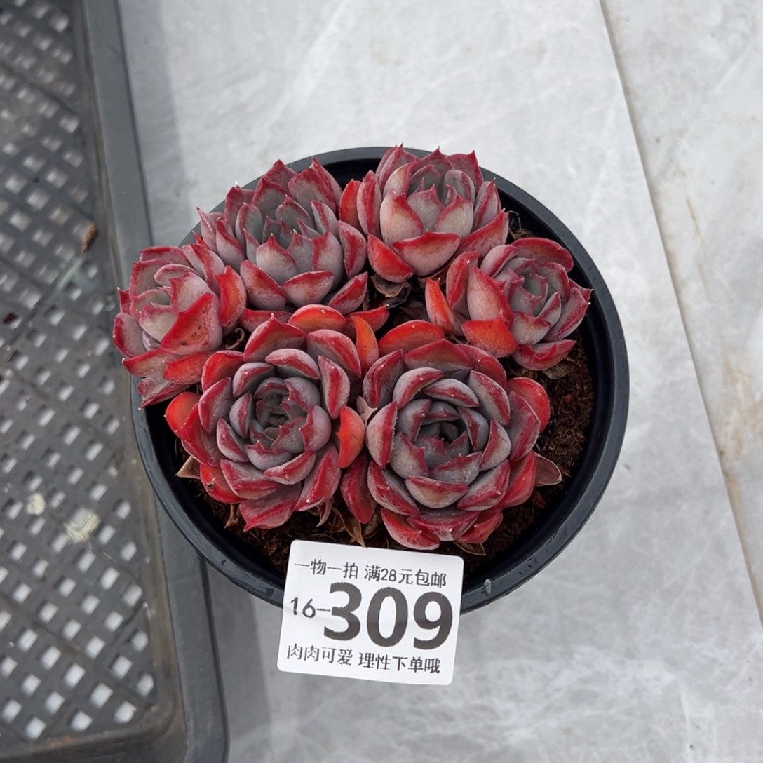 暗冰多肉多肉多肉多肉