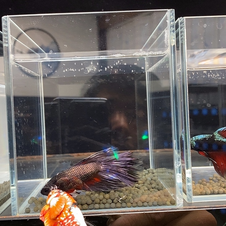 迷***丑斗鱼黑185号巨丢半月