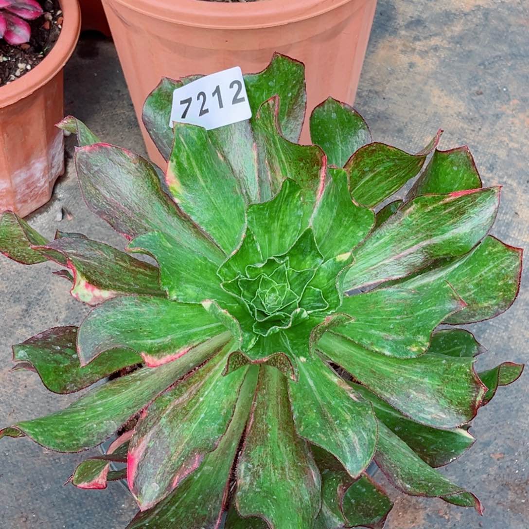 小冰七彩多肉开播福利