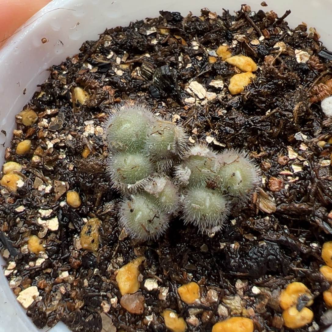 多肉植物58号毛球