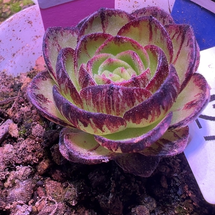 苗苗风龙神兽多肉27