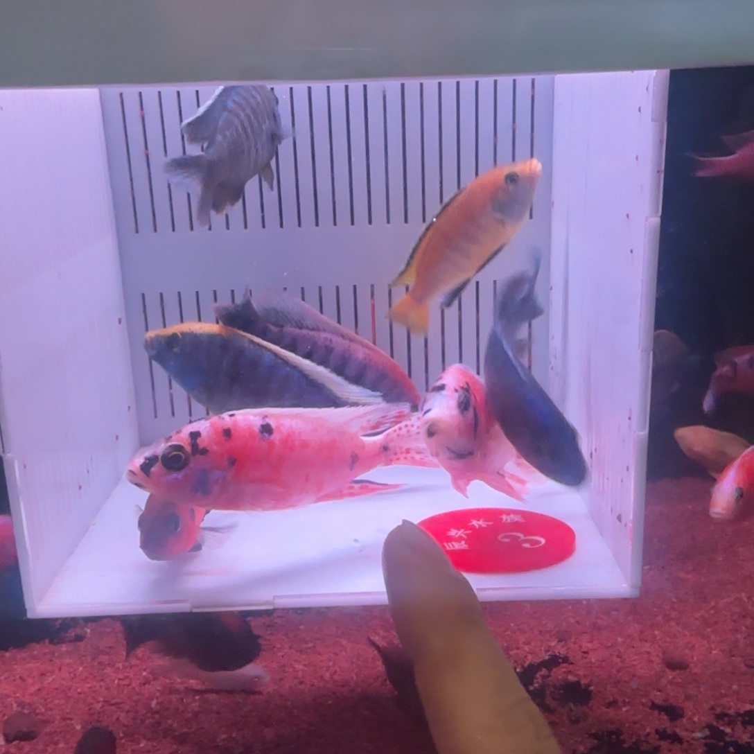 慈鲷鱼直播福利3号6备损2条带饲料