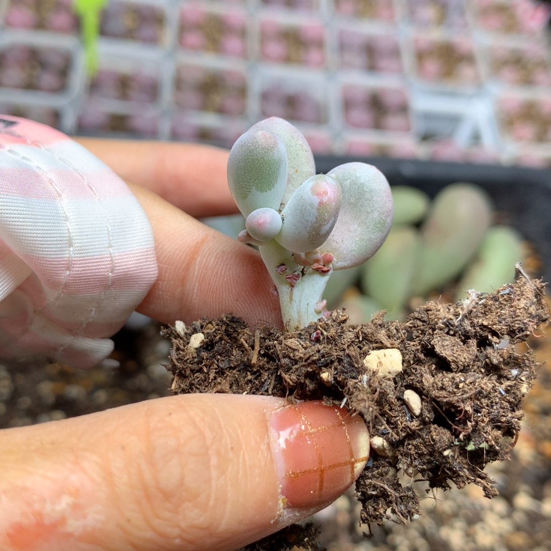 mikenail嚯哈哈哈哈哈