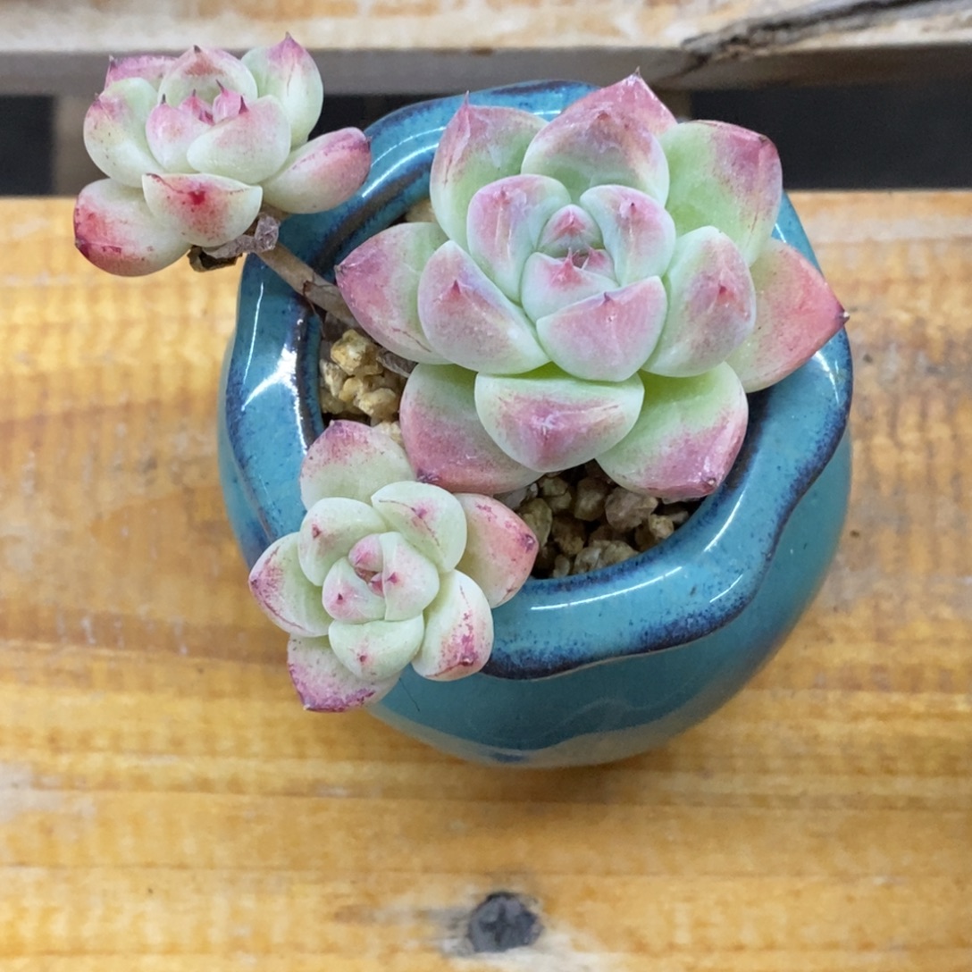 精品多肉一物拍不包整90