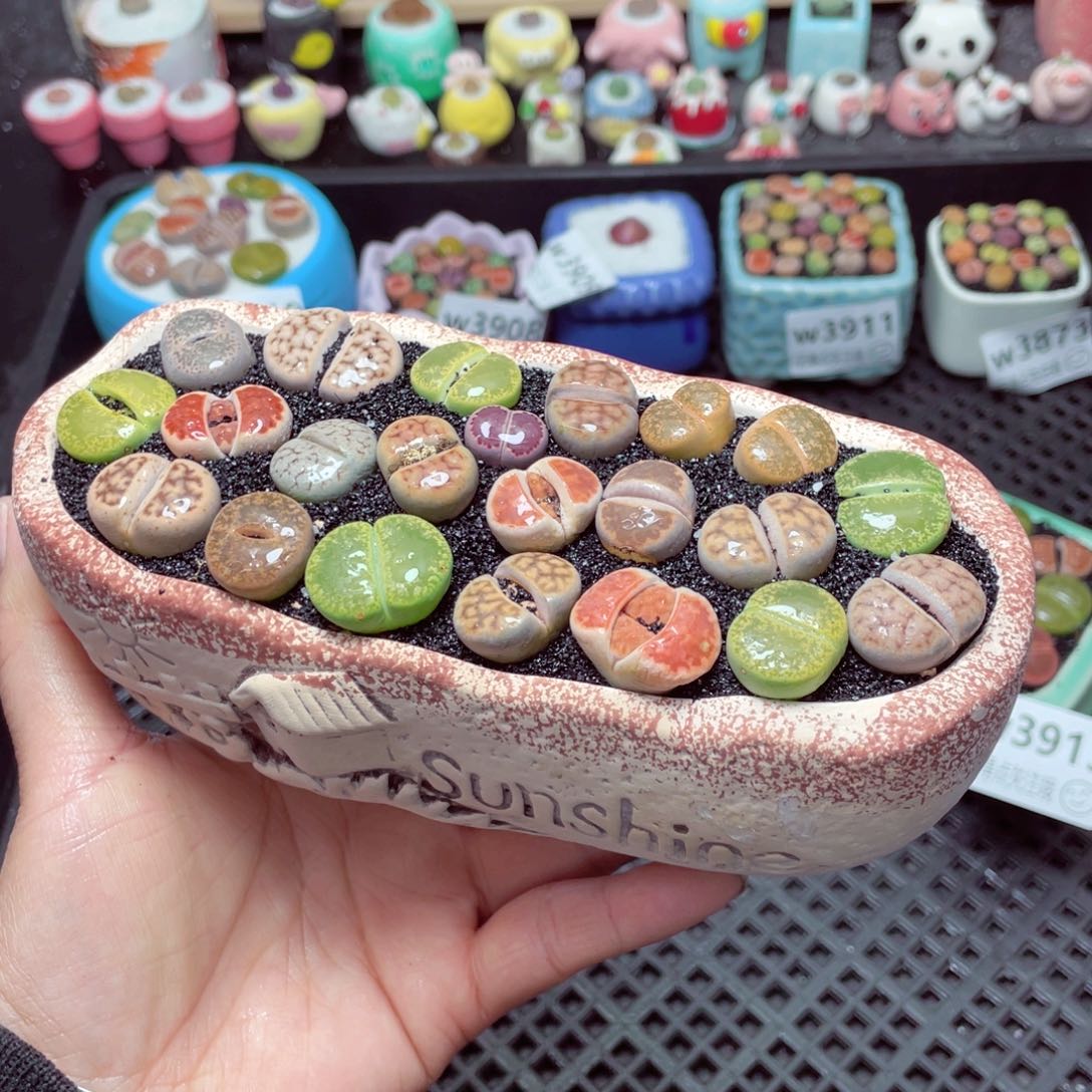 w3914 带盆土发货-零下地区拍保温箱