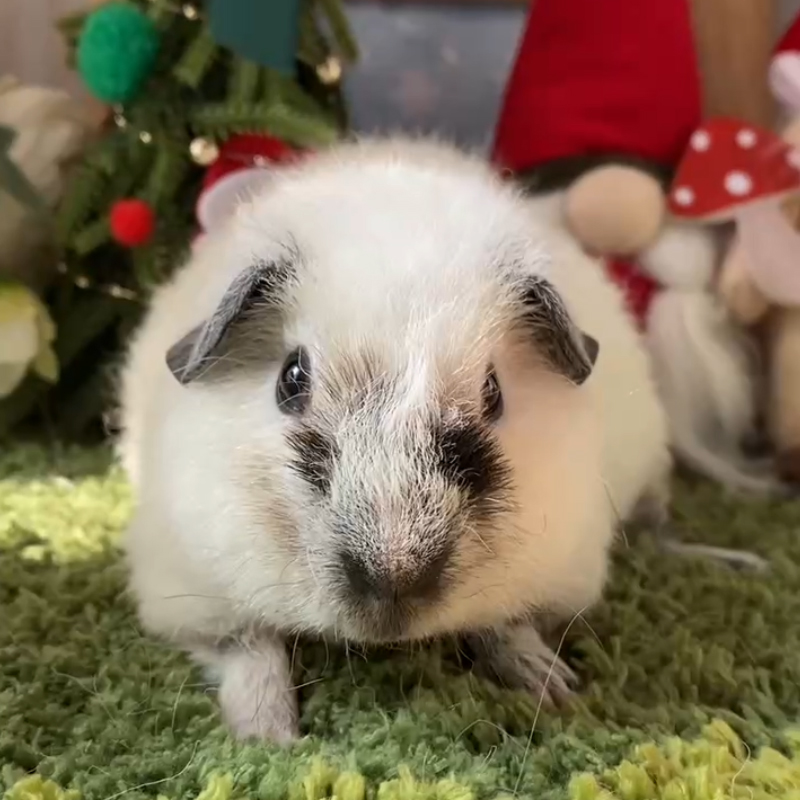 25559荷兰猪豚鼠活体宠物天竺鼠直播挑选泰加弟弟生日：10-16（C16）