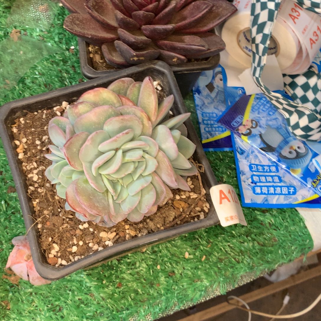 (***樂布鲁蓝朵多肉植物