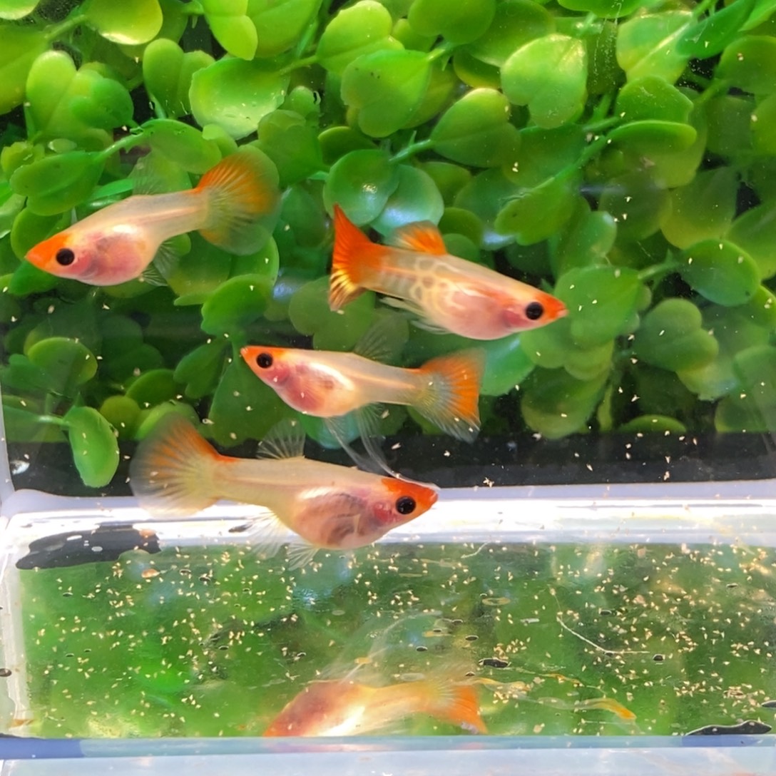 孔雀鱼银河琉璃红头c一对加两普通