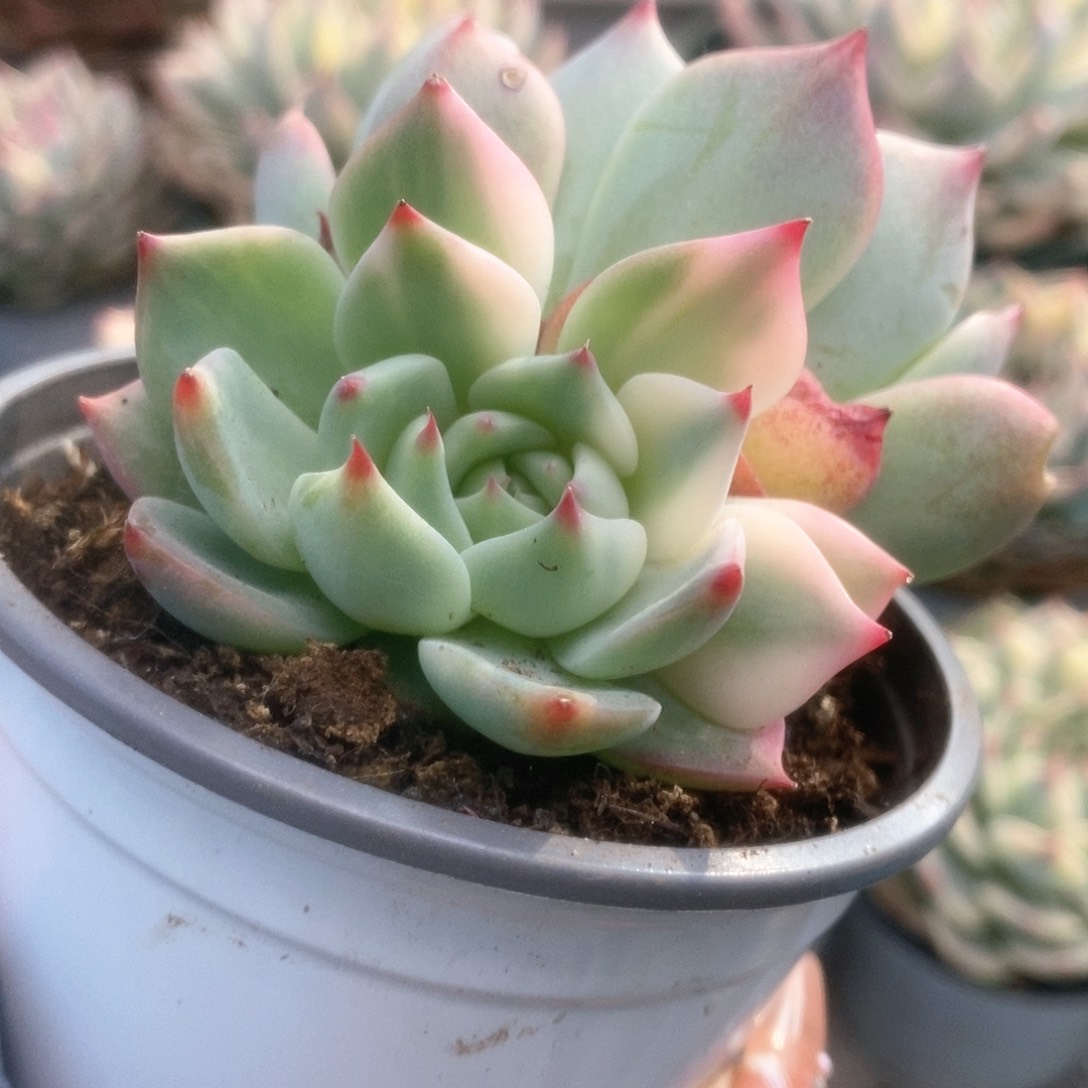 220锦锦锦锦锦锦锦锦