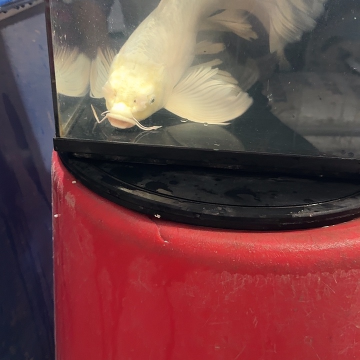 蝴蝶鲤鱼蝴蝶鲤包邮108