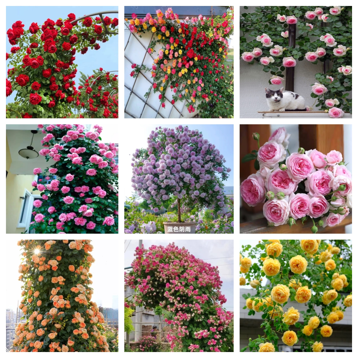 【藤本月季小苗-3颗包邮】爬藤月季花苗大花浓香四季开花阳台庭院