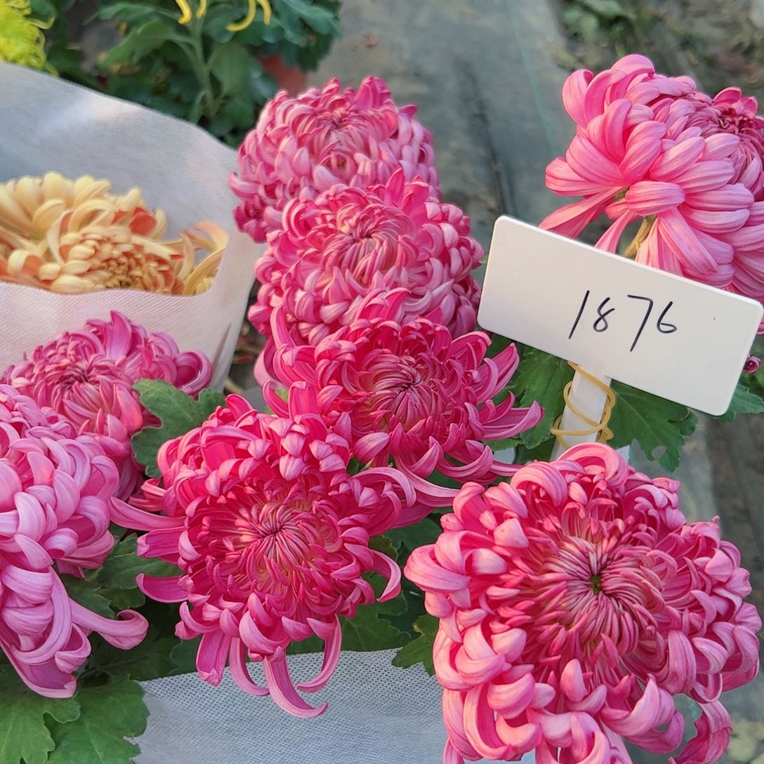 完全开放紫色1876