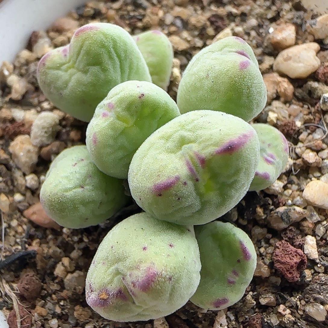 脱土年后发货24002