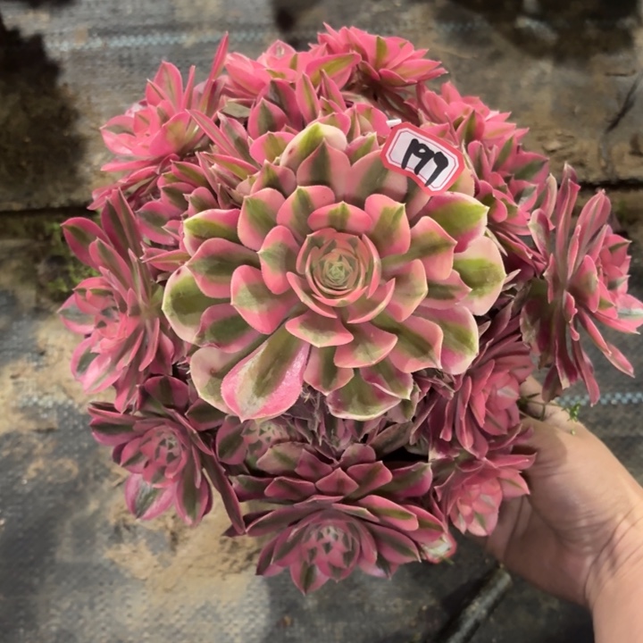 一物一拍粉女巫法师多肉199