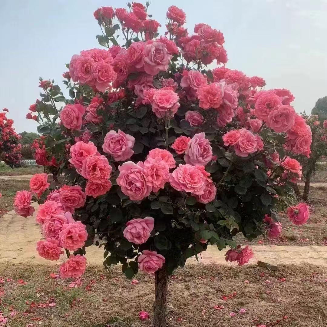 两颗3分国月大花月季花花香庭院别墅盆栽地栽四季开花造景植物