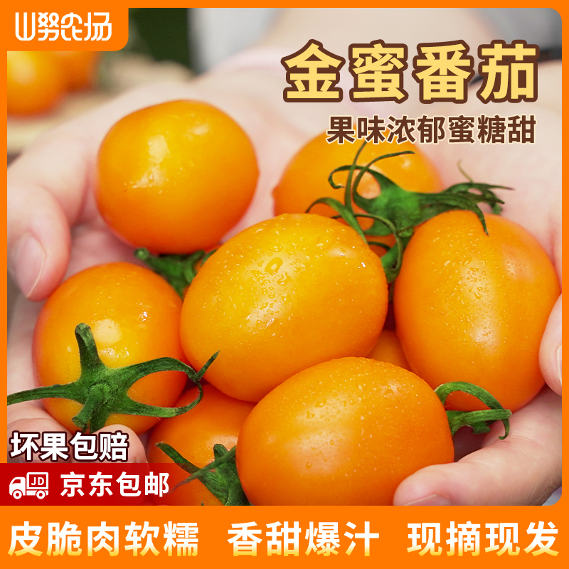【京东】山努金蜜番茄水果西红柿皮脆肉软糯香甜多汁新鲜生吃小柿子