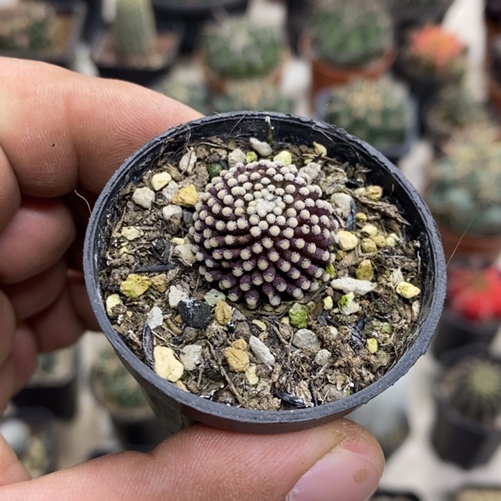 松针牡丹特价福利