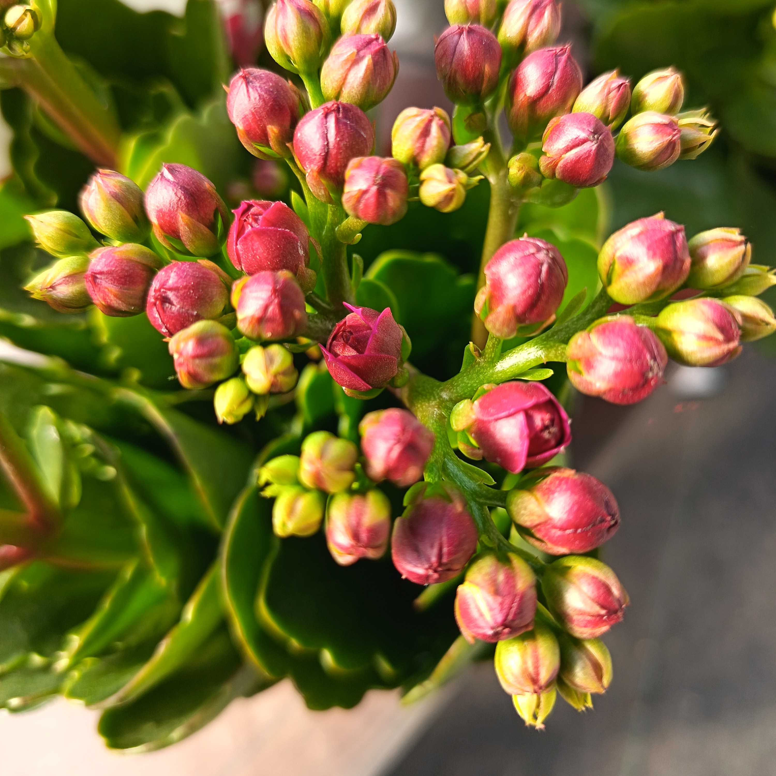 130盆【紫凤尾】凤尾重瓣长寿花室内盆栽带苞发货四季超大花