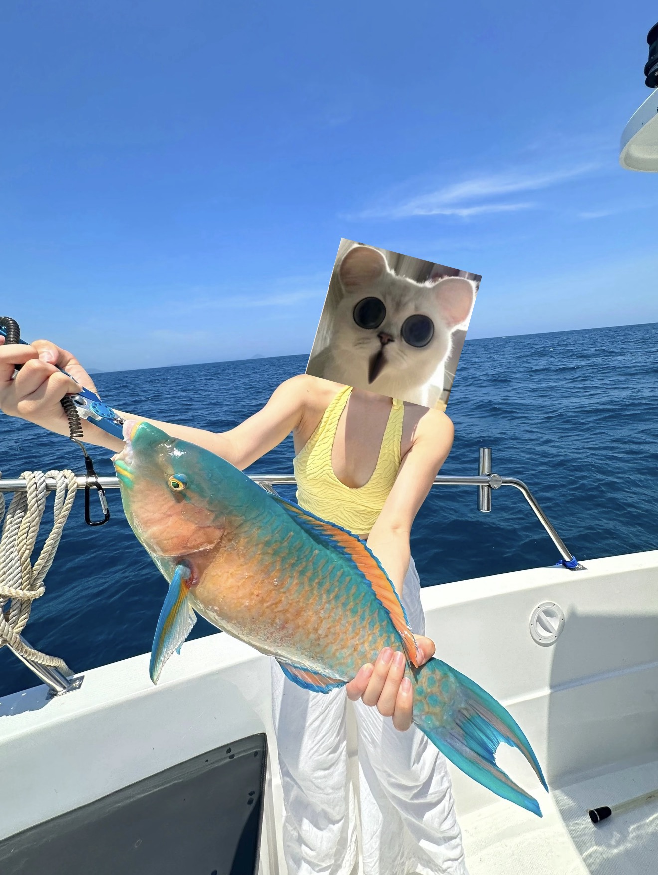 【乐乐寻优】鹦鹉鱼-青衣鱼-彩衣鱼，码头顺丰冷链包邮到家！