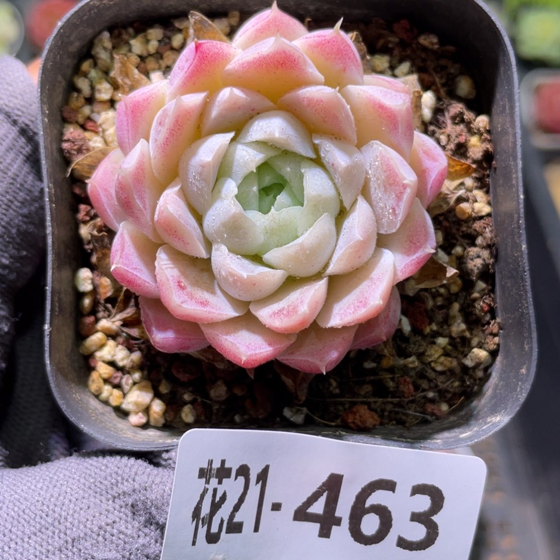 花利美21-463白月影