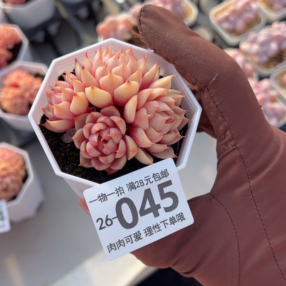 笨吧多肉多肉多肉多