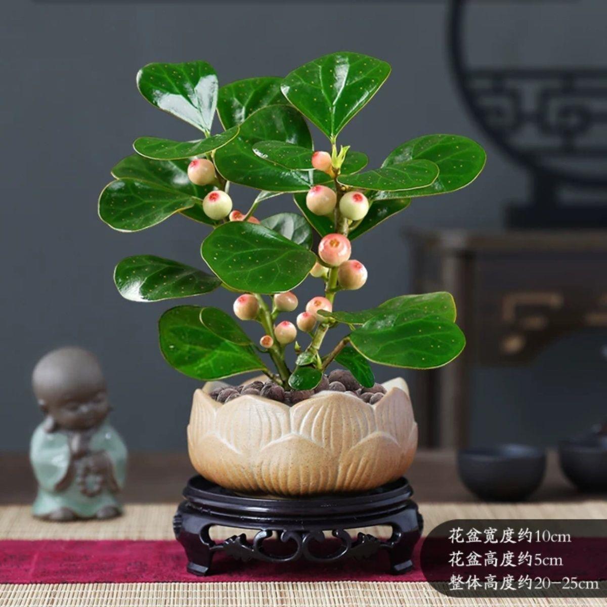 室内小绿植小盼菩提树盆栽带果发货室内绿植花卉客厅办公室桌面招