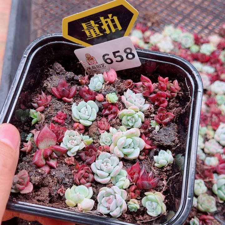 多肉植物多肉植物