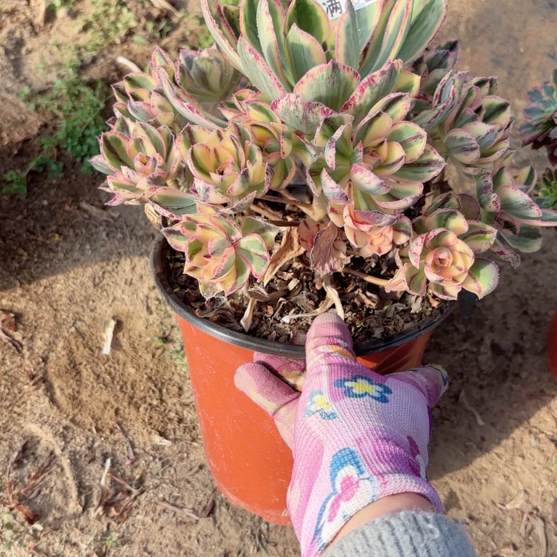 M. 8002青花瓷多肉