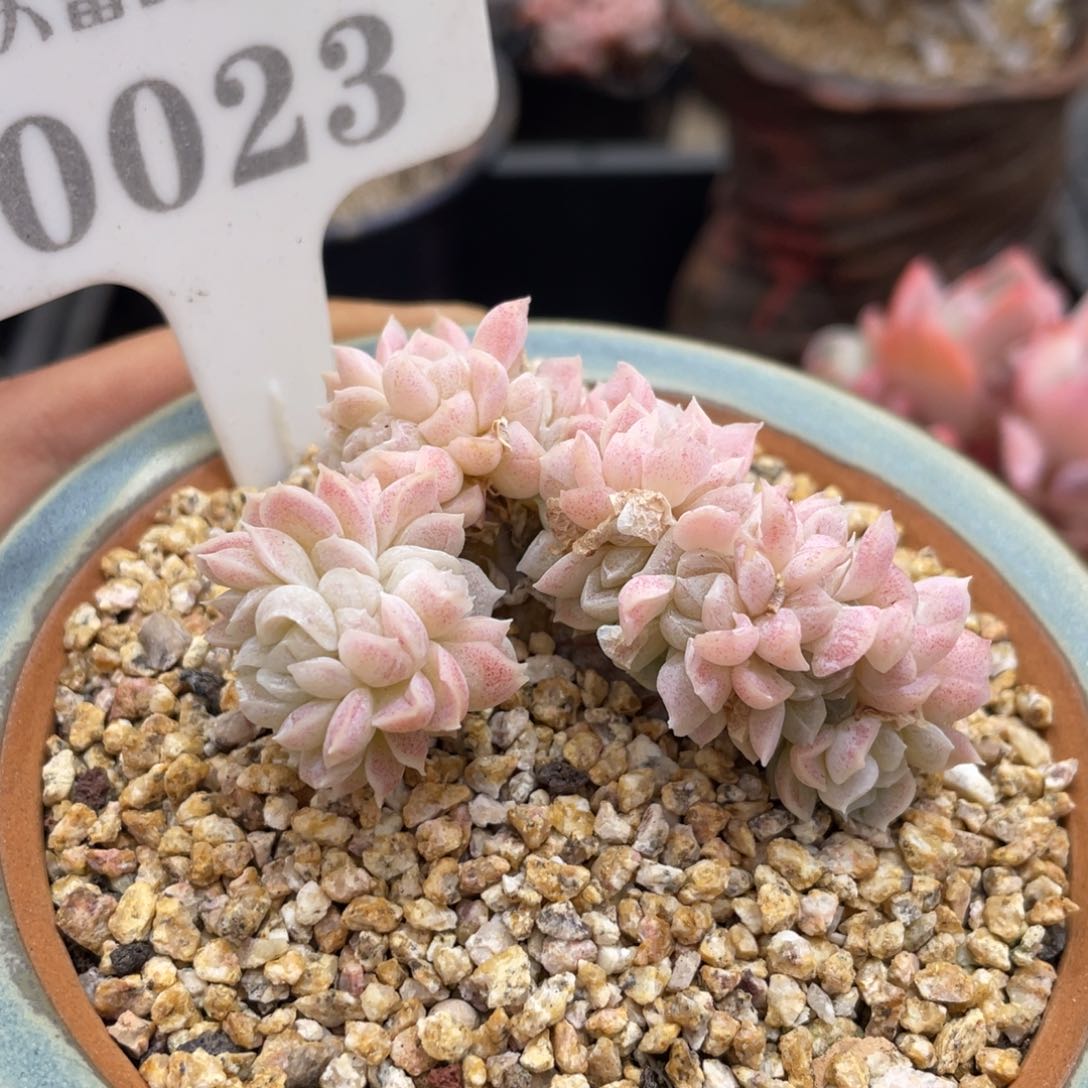 0023白月影缀不带盆6厘米