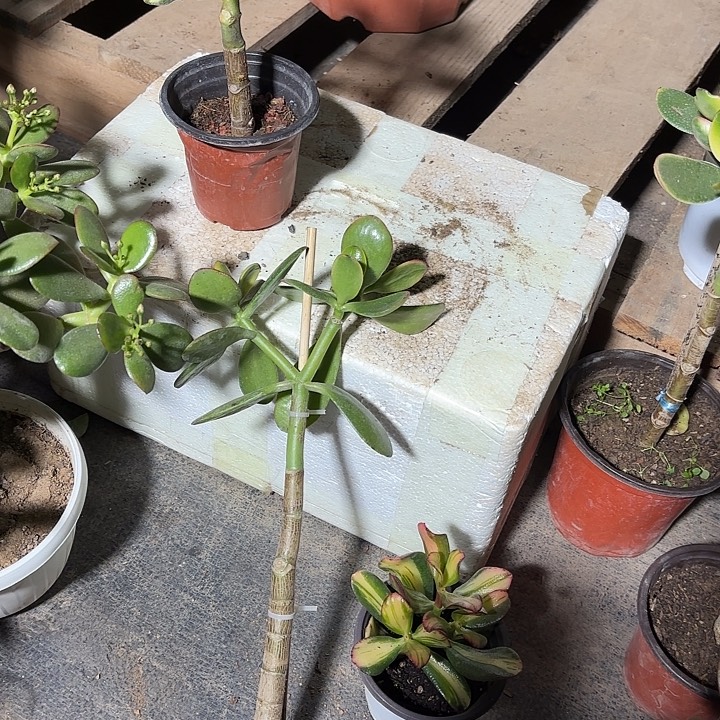 惜***缘当前无花栽培后可以开花黄金花月12