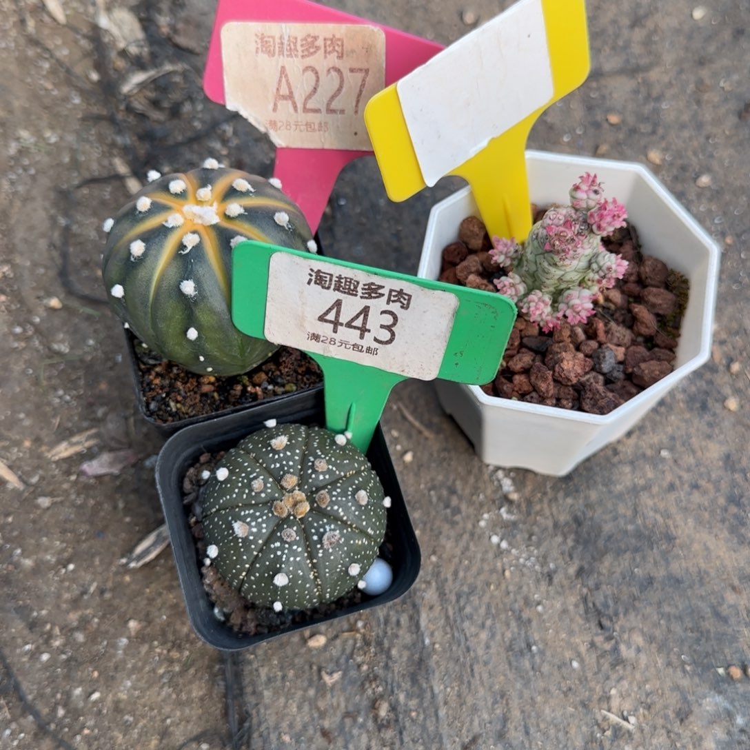 小***盆多肉植物三颗一起哇塞呀