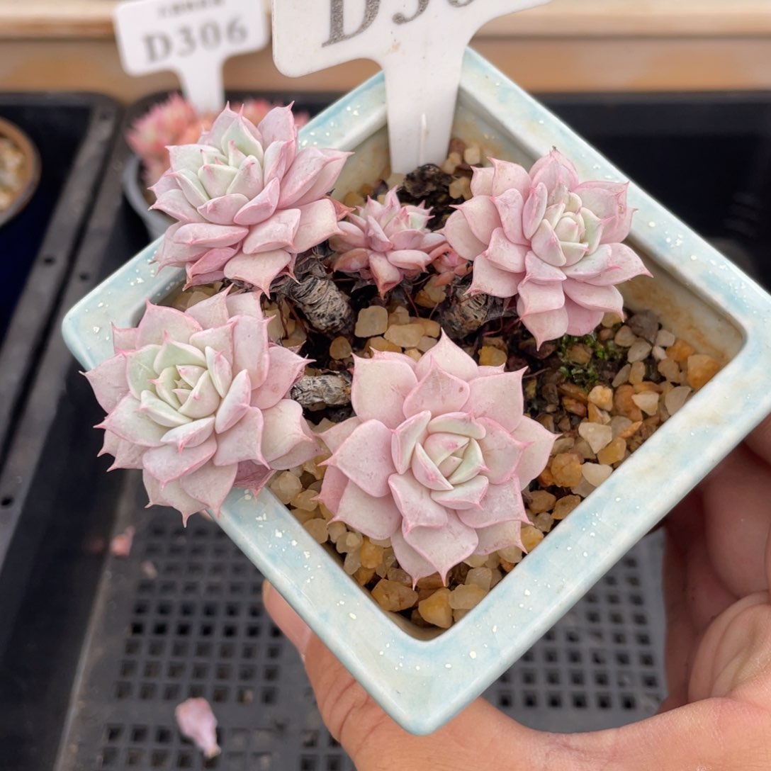 米*363不认识不带盆8厘米