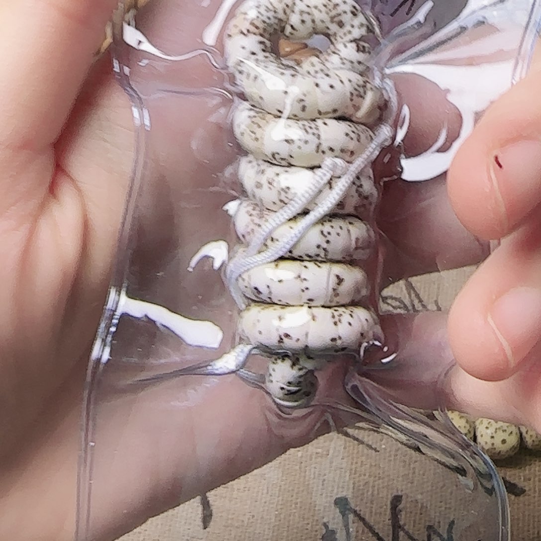 星月菩提吊坠千***啊星月大肠