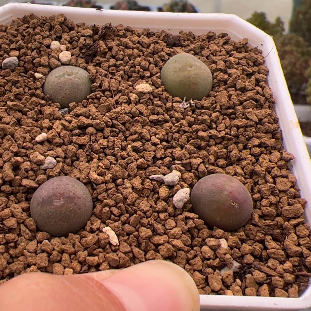 362号矮胖大眼空蝉2.10多肉