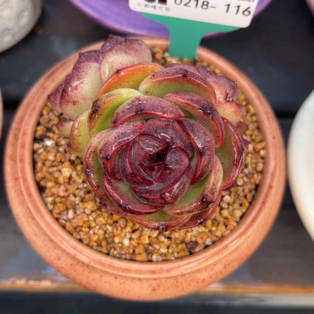 多肉一物一拍0218-116