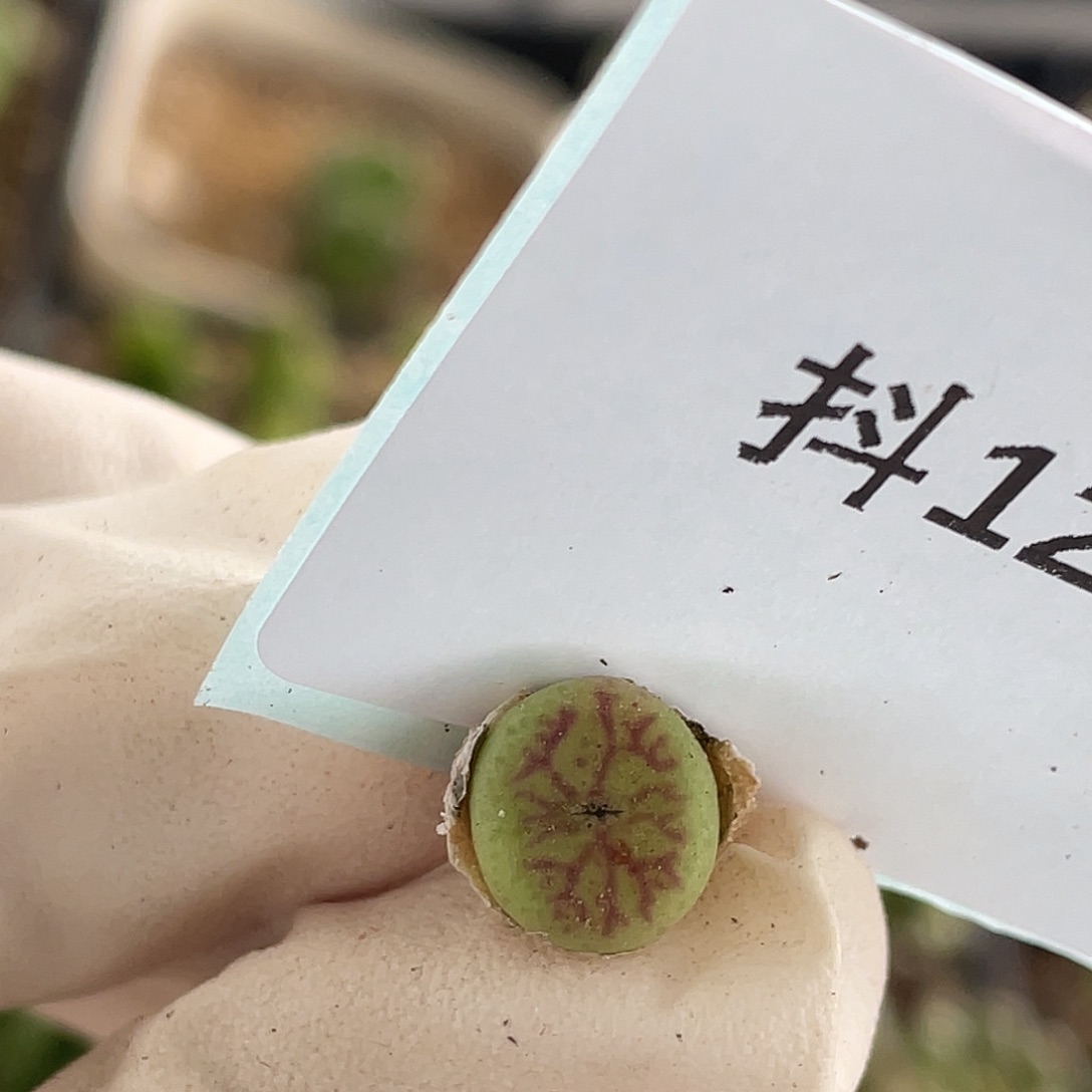 12-77肉锥多肉植物