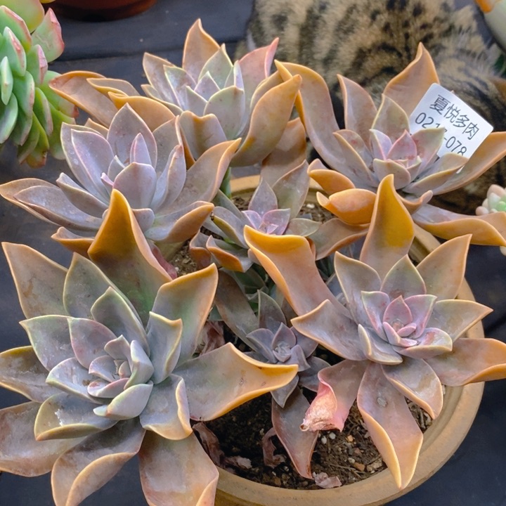 夏悦多肉 0217-78太妃糖