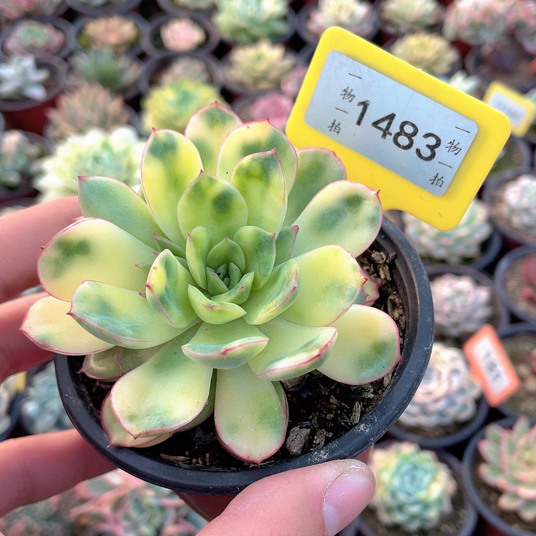 虎斑锦1483号多肉植物