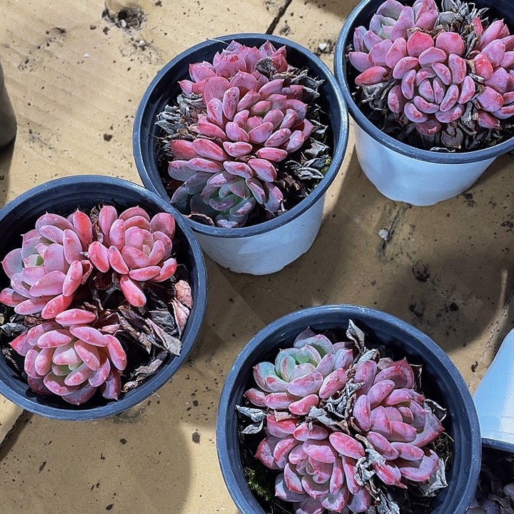 90盆三头粉珍妮带盆土发