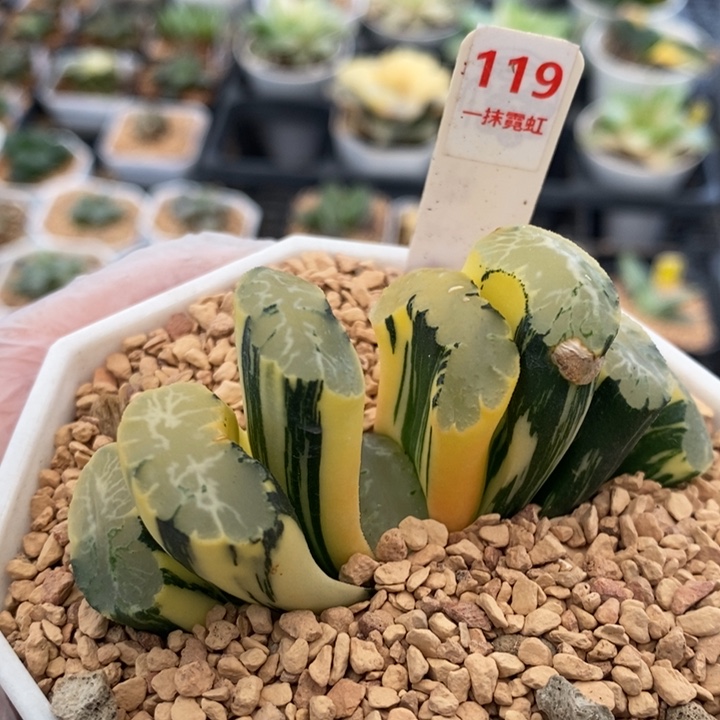 119号北斋玉扇锦多肉