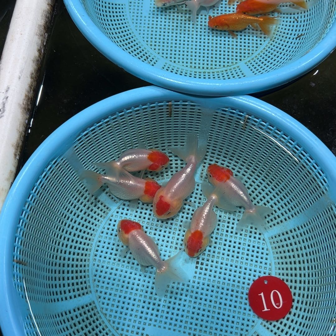 晓***谭金鱼10号。6条虎头。