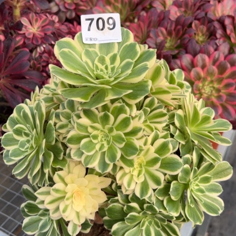 709碧玉25厘米左右