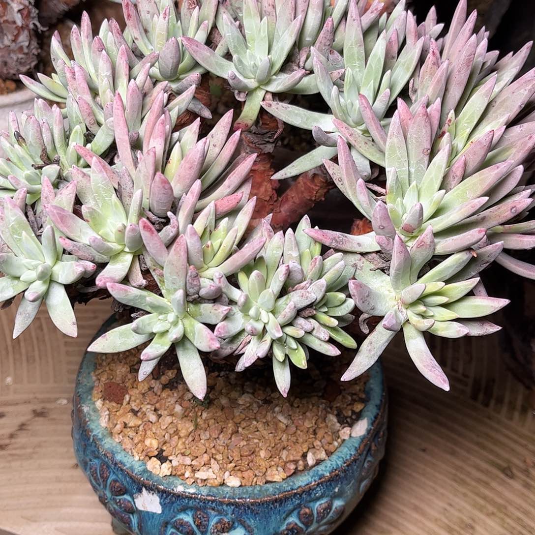 2375雪花仙女杯多肉