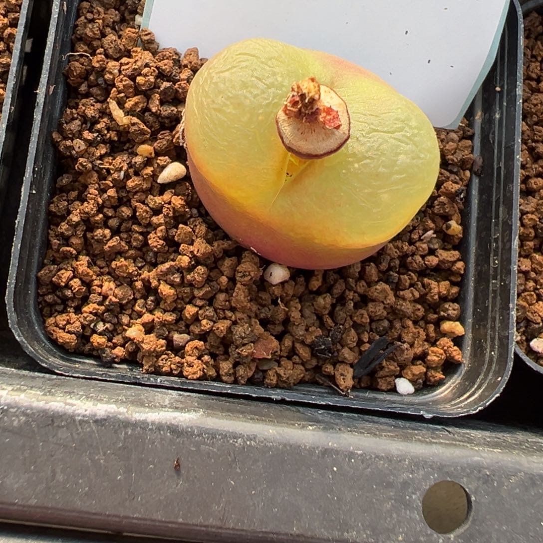 4-71肉锥多肉植物大战